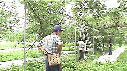 さくらんぼの収穫